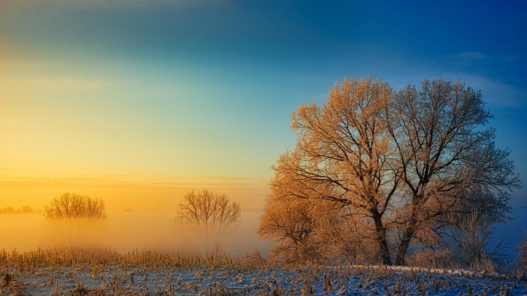 winter, tree, snow, sunrise, fog, foggy, cold, travel, landscape, nature, light, quiet, hope, optimism, beginning, sky