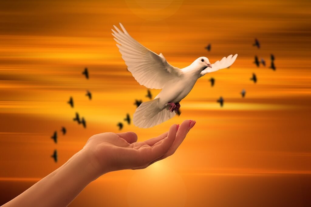 dove, freedom, peace, trust, prayer, soul, spiritual, sunset, nature, faith, concept