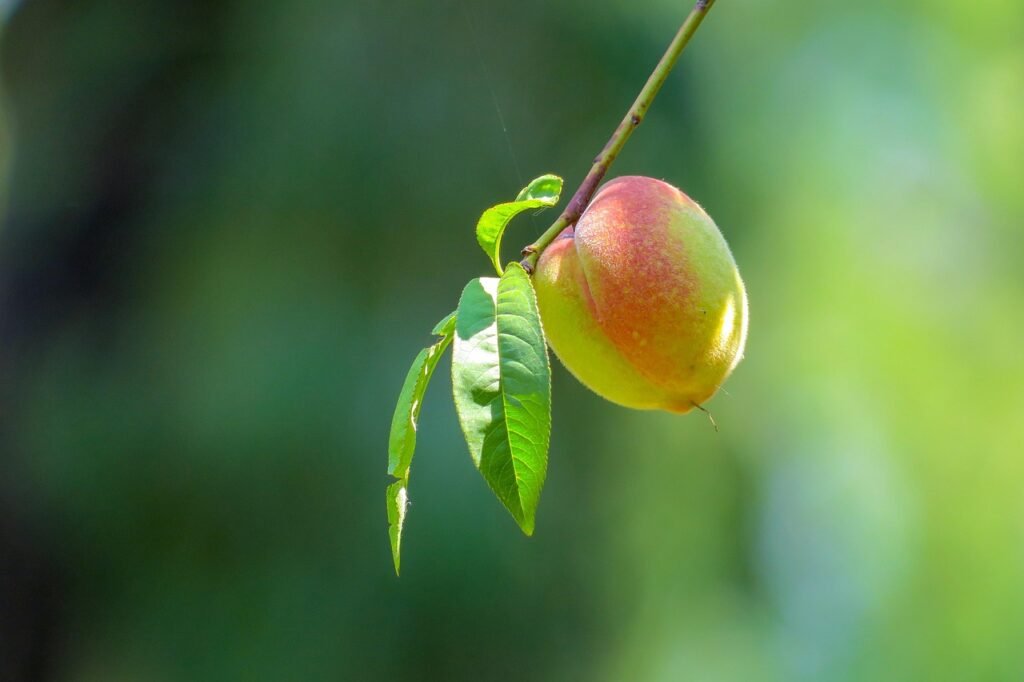 peach, nature, plant, fruit, mature, green, reward